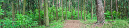 forest landscape. panoramic view of the beautiful spring forest