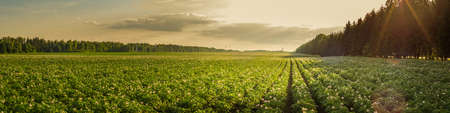 summer agricultural landscape. a large potato field is illuminated by the rays of the setting sunの写真素材