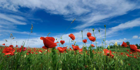 red blossoming poppies in summer on a green field against a beautiful blue sky with light clouds. shot from belowの写真素材
