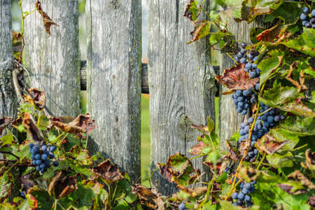 bunches of ripe grapes with lush foliage against the old wooden unpainted village fenceの写真素材