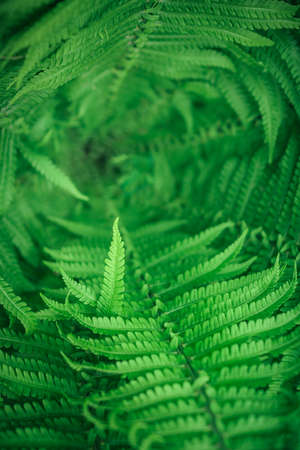 beautiful green fern polypodiales close-up top view with limited focus area