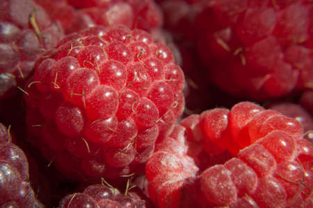 summer harvest of ripe large garden raspberries close up. macro
