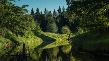 summer fairy forest. picturesque wild forest river with high banks densely overgrown with lush green...