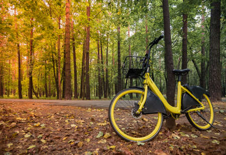 a modern yellow rental bike parked by a tree near a road in a deserted morning city autumn park with bright side sunlight. artistic image with copy spaceの写真素材