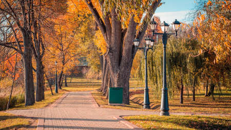 colorful golden autumn. tiled walk alley in an autumn city landscaped public park with vibrant orange-yellow foliage, large trees, street lamps, a trash can and nice weather on a nice dayの写真素材