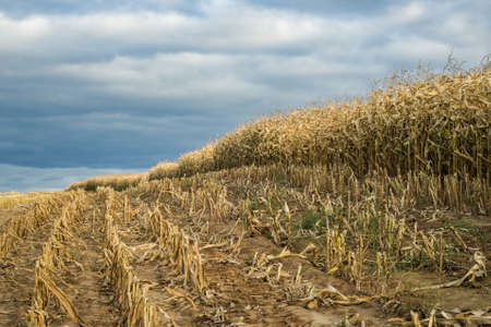 Autumn cornfield with stubble and ripe corn for grain on a hillside in the harvest season under a cloudy blue sky. shot from below. layout with space for advertisement, logo or textの写真素材