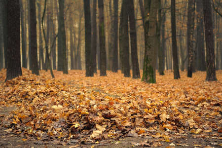 heaps of dry fallen orange leaves under bare trees in an autumn city park with a soft background. late fall colors. bottom viewの写真素材