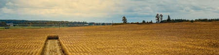 modern autumn agricultural landscape. a cornfield on a hillside with ripe grain in cloudy October weather before the harvesting campaignの写真素材