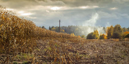 Autumn morning agricultural landscape. the edge of a ripe cereal cornfield with stubble under a dramatic sky with morning misty haze against the background of a distant forest. shot from belowの写真素材