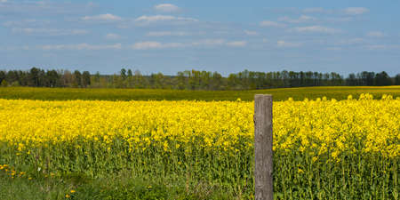 the edge of a bright blooming rapeseed field with a wooden pillar from an old fence under a blue cloudy sky in fine weather. agricultural landscapeの写真素材