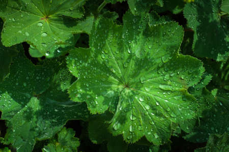 large green leaves with raindrops or dew drops close-up. top view. conceptual artistic picture for natural design or screensaverの写真素材