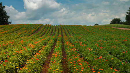 picturesque summer agricultural landscape. slope field hill with green rows of plants and orange wildflowers under a blue cloudy sky. posterolateral sunlightの写真素材