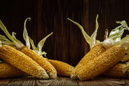 dry cobs of sweet corn with husks lie on rough boards against a dark textured wooden background. rustic autumn still life. seasonal concept. side viewの写真素材