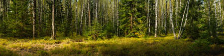 wide panoramic view of a beautiful mixed birch-spruce forest with grass in the foreground and lateral sunlight in warm September weatherの写真素材