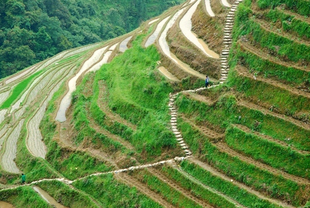 Guilin longji terraces