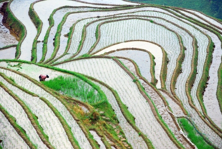 Guilin longji terracesの写真素材