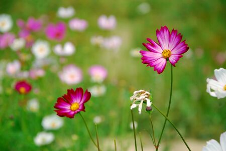 cosmos flowersの写真素材