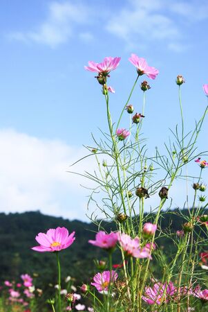 cosmos flowersの写真素材