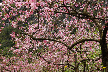 peach blossomの写真素材