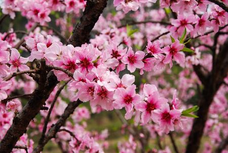 peach blossomの写真素材