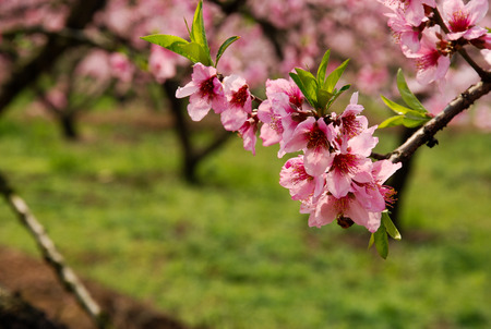 peach blossomの写真素材
