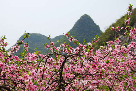 peach blossomの写真素材
