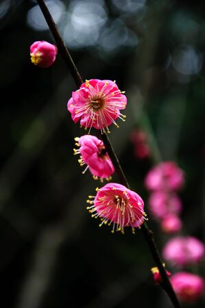 plum blossomの写真素材