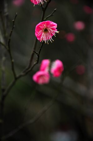 plum blossomの写真素材