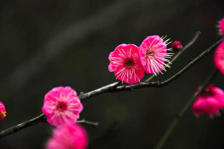plum blossomの写真素材