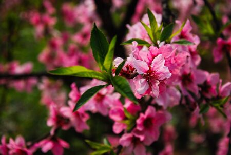 peach blossomの写真素材