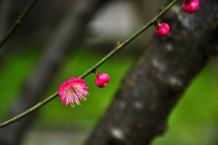 plum blossomの写真素材