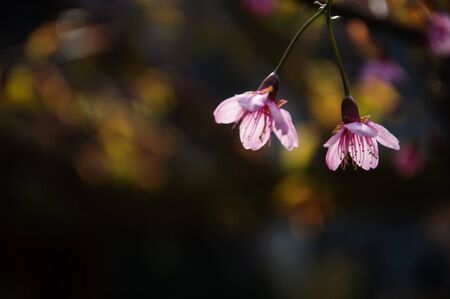 peach blossom