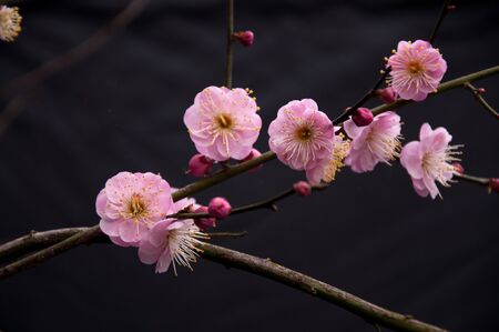plum blossomの写真素材