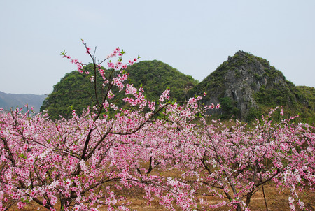 peach blossomの写真素材