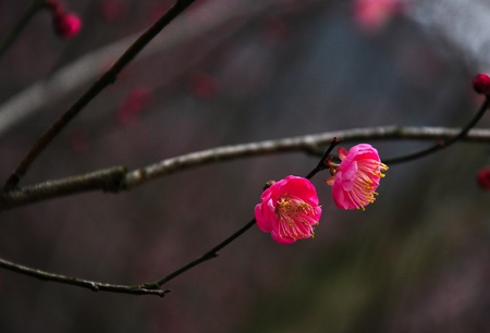 plum blossomの写真素材