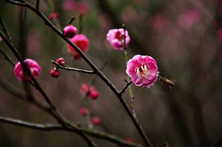 plum blossomの写真素材