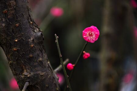 plum blossomの写真素材