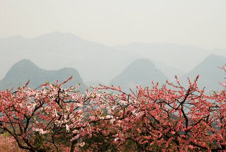peach blossomの写真素材