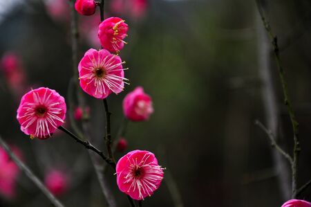 plum blossomの写真素材