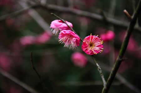 plum blossomの写真素材