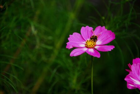 cosmos flowersの写真素材