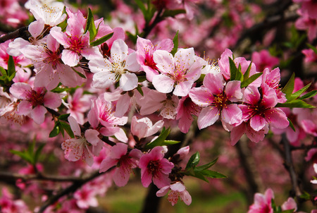 peach blossomの写真素材