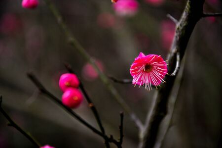 plum blossomの写真素材
