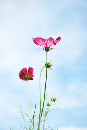 cosmos flowersの写真素材