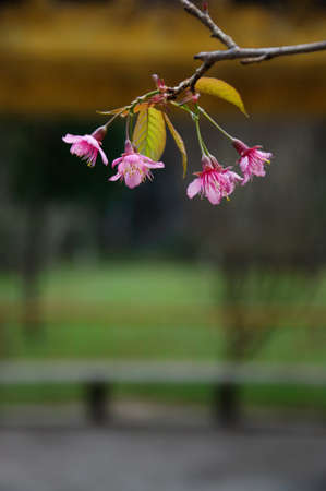 peach blossomの写真素材