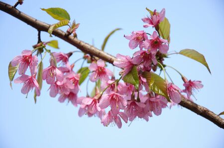peach blossomの写真素材