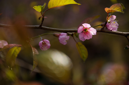 peach blossomの写真素材