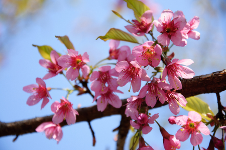 peach blossomの写真素材