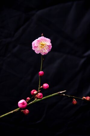 plum blossomの写真素材