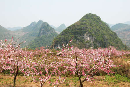 peach mountainの写真素材